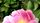 peonies