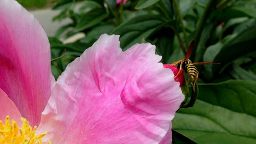 Wasp Feeding On Peony's Nectar