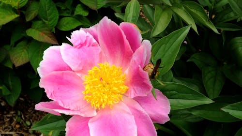 Wasp on a Peony Flower