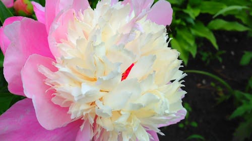 Fully Bloom Peony at the Garden 