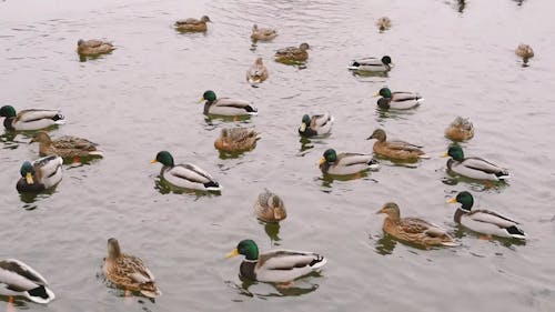 Feeding Wild Ducks In The Lake