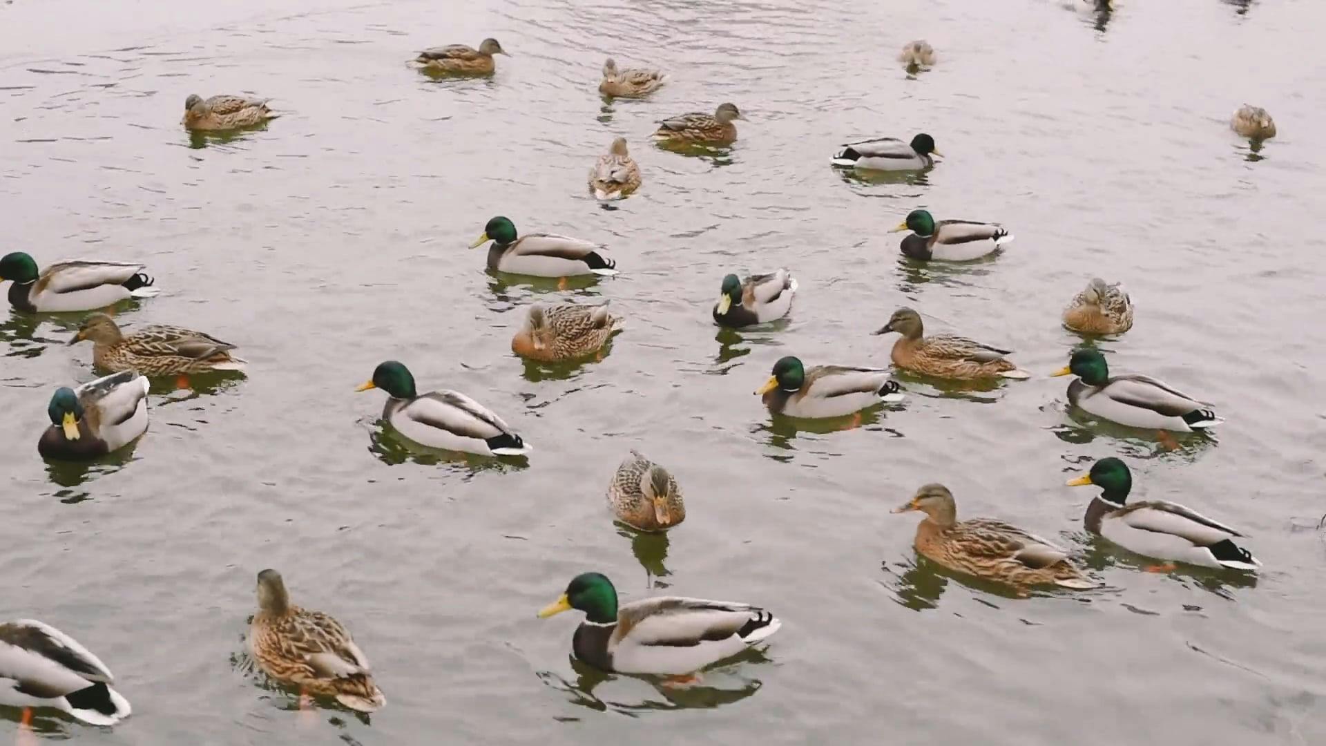 Feeding Wild Ducks In The Lake · Free Stock Video