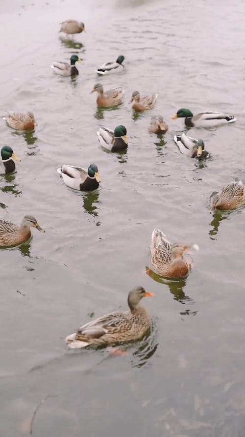 Feeding Wild Ducks In The Lake