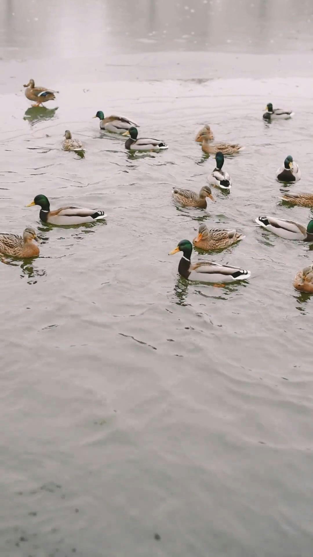 A Bird Feeding its Hatchlings Free Stock Video Footage, RoyaltyFree 4K