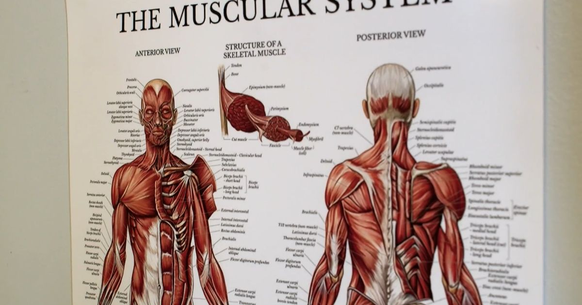 Picture of the day - muscular