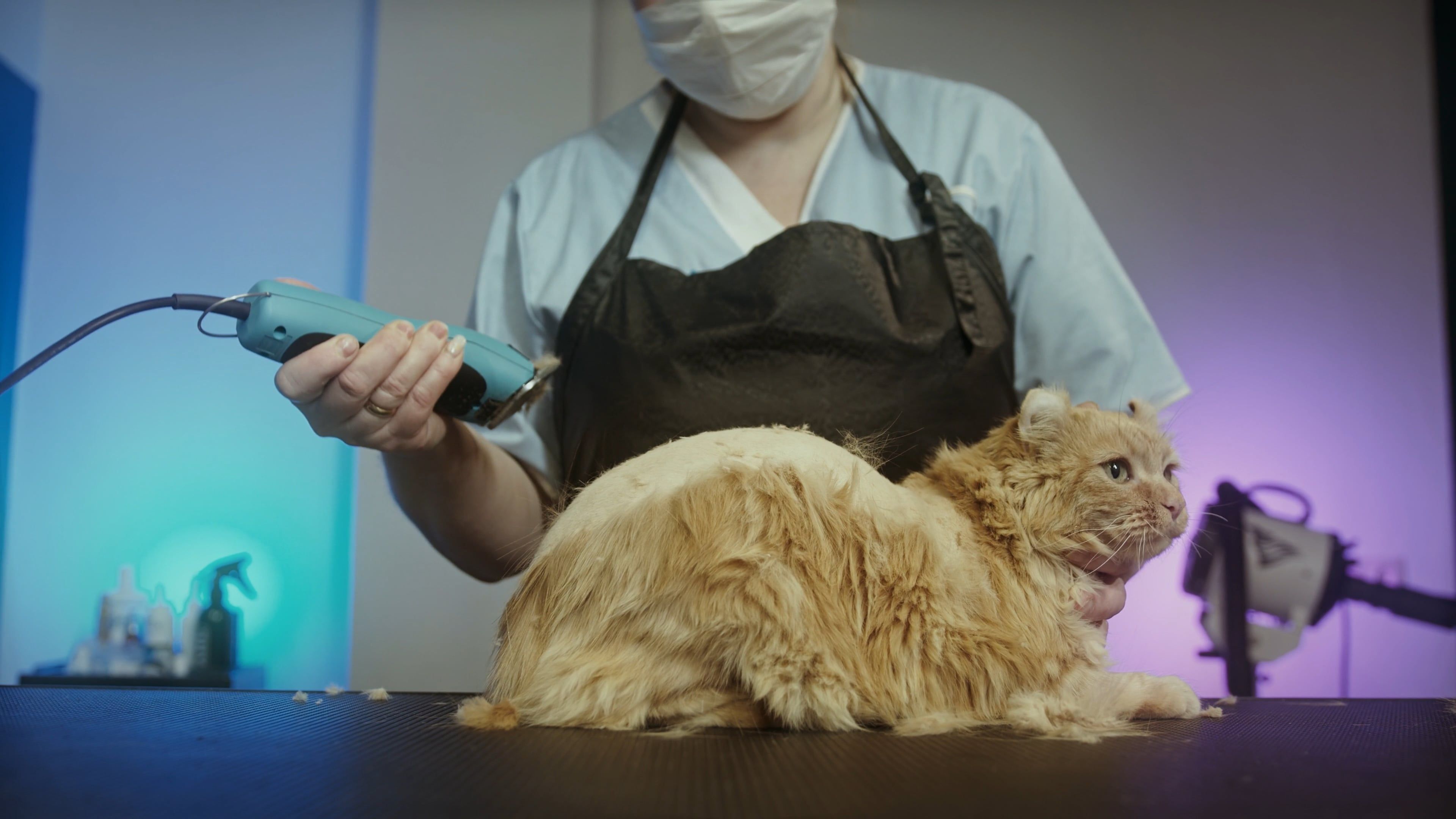 Woman Grooming a Cat Free Stock Video Footage, Royalty-Free 4K & HD