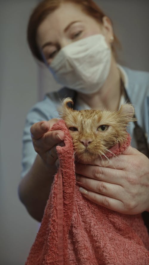 Woman Wiping a Cat with a Towel