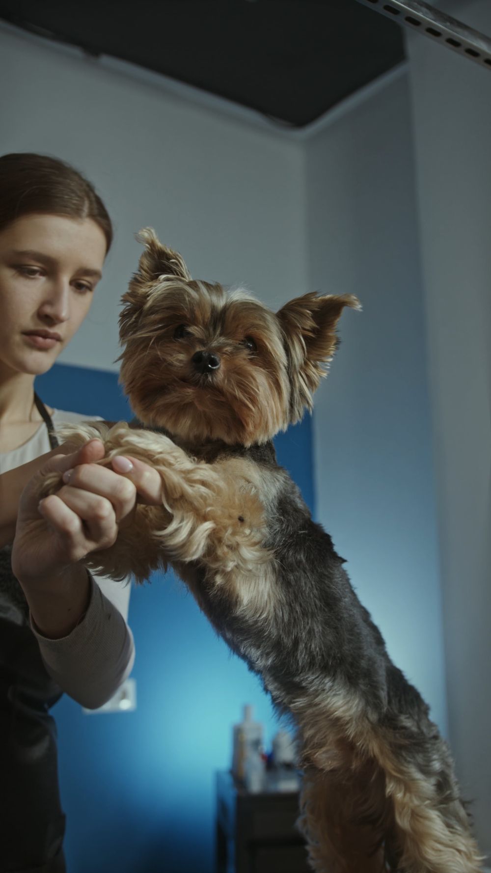 Woman Grooming A Dog Free Stock Video woman-grooming-a-dog-free-stock-video