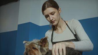宠物视频素材视频素材高清视频视频素材视频素材