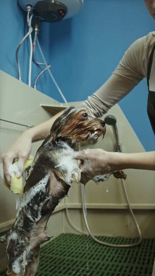 Small Dog Being Given a Shower