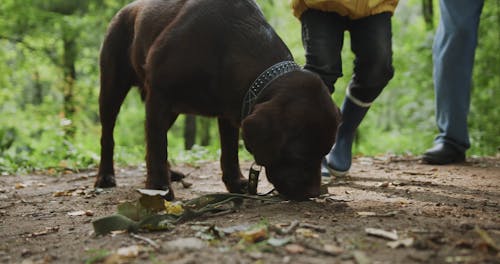 A Person Feeding a Brown Dog while Walking Outdoors