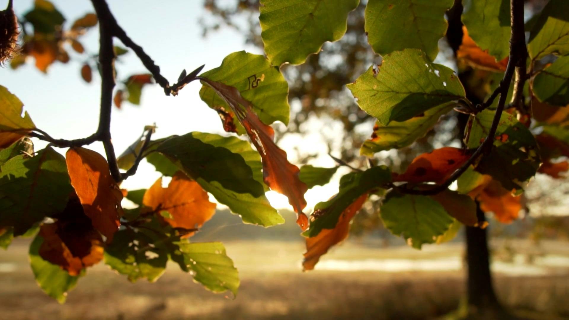 Video by Matthias Groeneveld