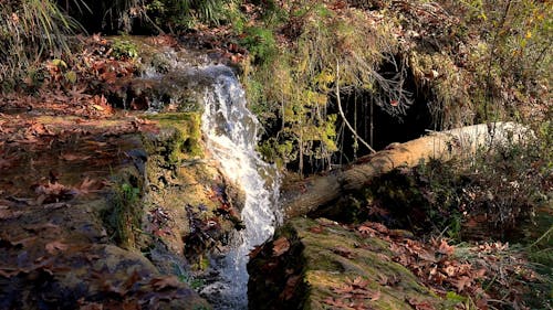 Water Flowing in the Woods