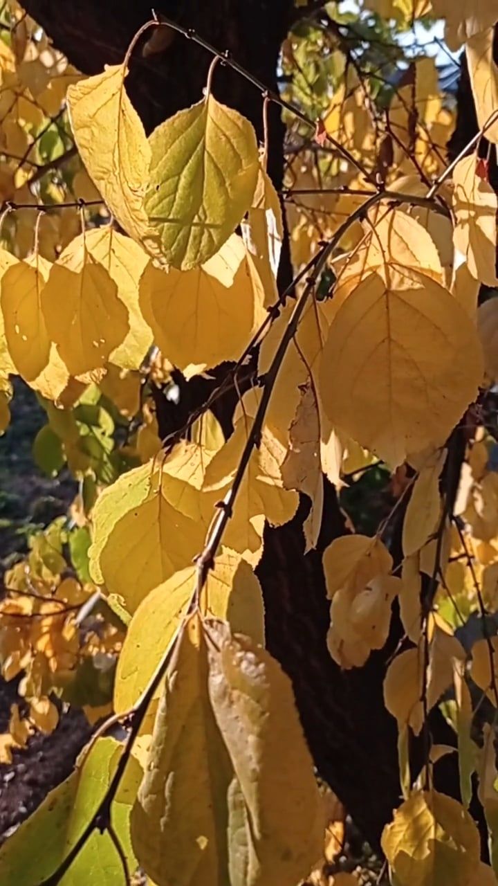 close up on autumn leaves 6141886 — free pexels stock footage