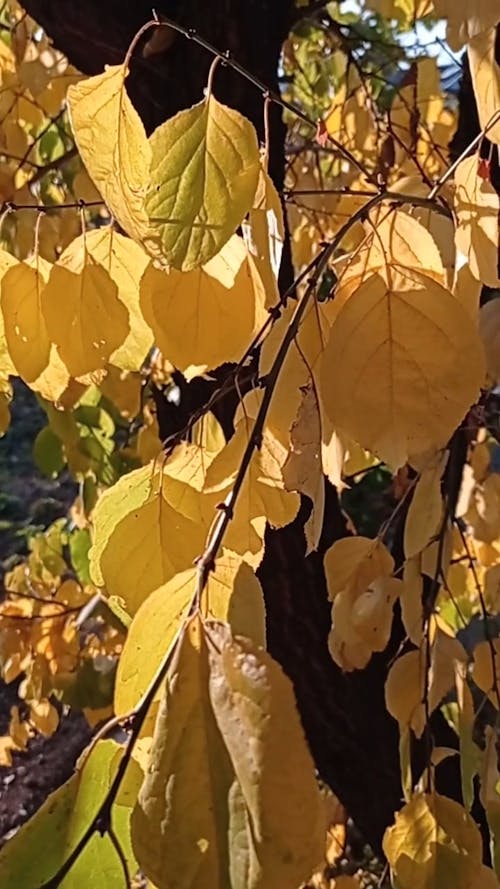 Close-Up On Autumn Leaves