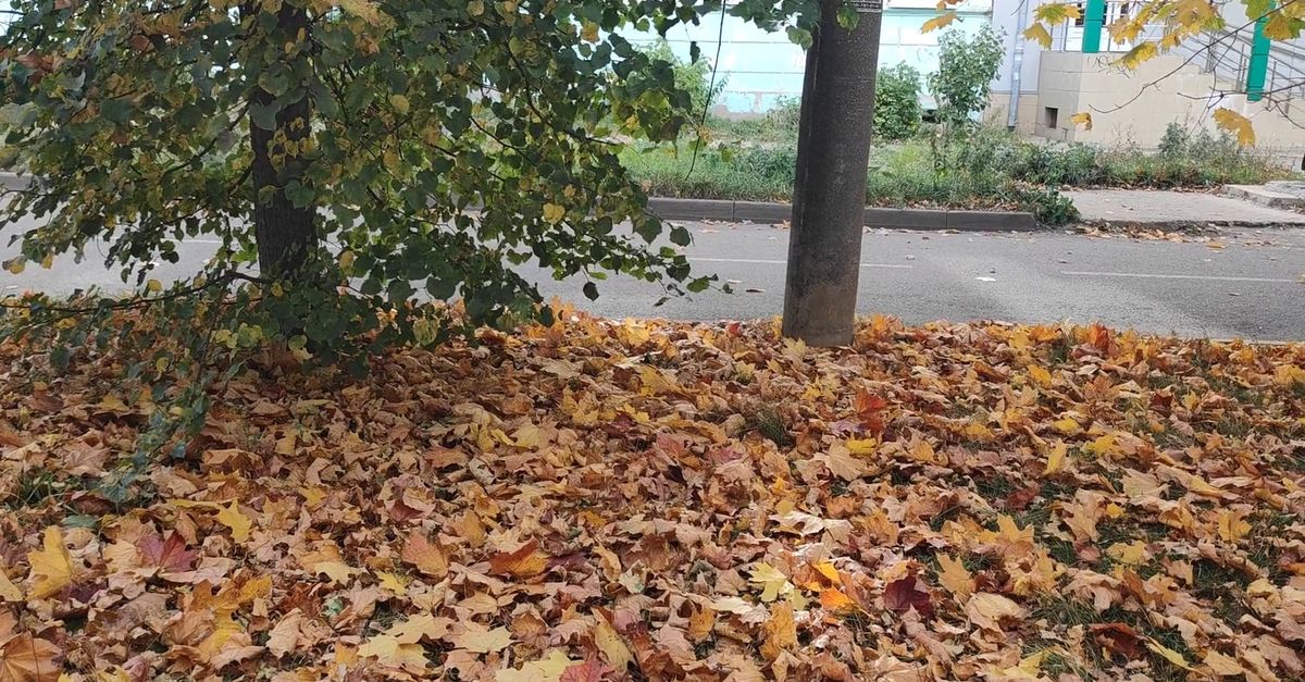 Leaves Rustling in the Wind Free Stock Video Footage, Royalty-Free 4K ...