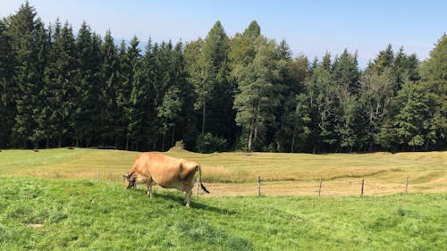Cow Eating Grass on a Farm