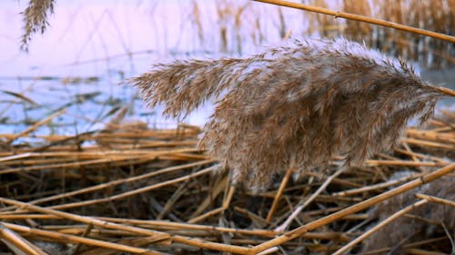 A close up of some dried plants with some white flowers · Free Stock