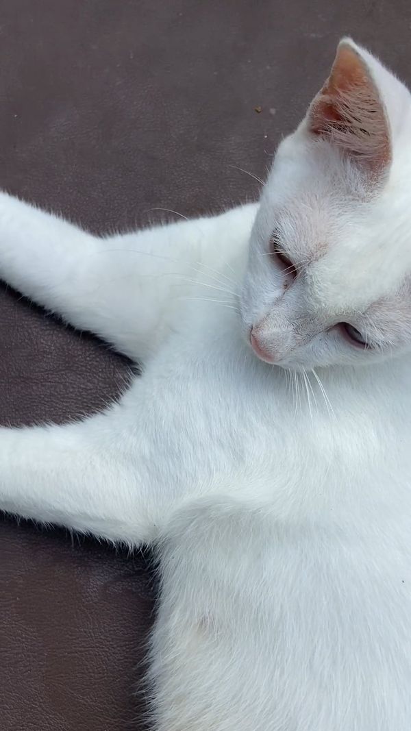 A white and orange cat laying on top of a bed Free Stock Video Footage ...