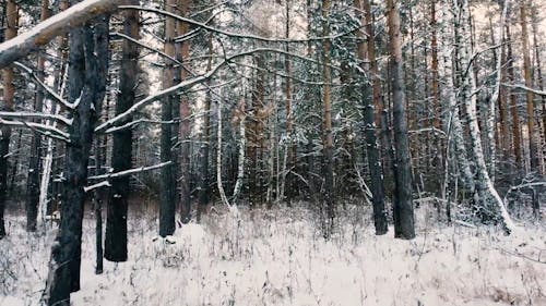 Footage of a Snowy Forest