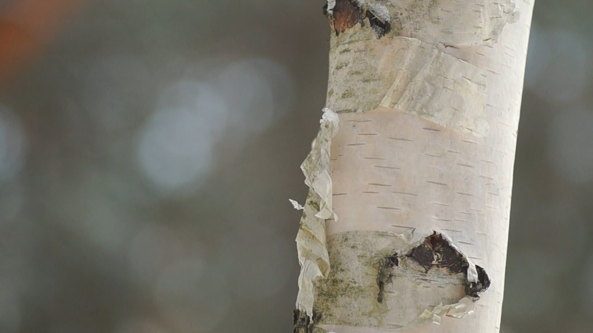 Close Up Video of a Tree Trunk Free Stock Video Footage, Royalty-Free ...
