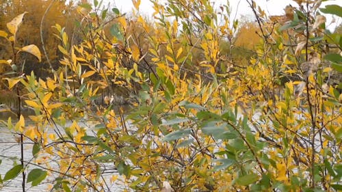 Leaves Swaying in the Wind by a Riverside