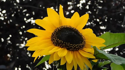 Close Up Video Of Sunflower