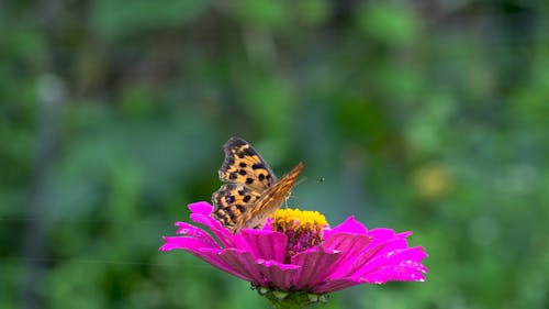 Close Up Video of Butterfly on a Flower