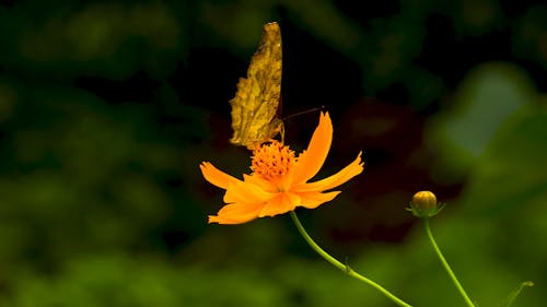 Close Up Video of Butterfly on a Flower