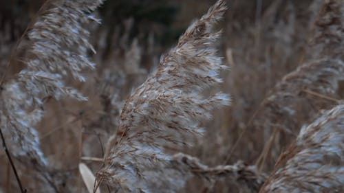 Close up of Reeds