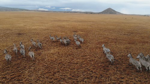 Drone Footage of Zebra Running on the Field