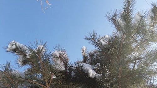 A Footage of Snow on a Tree