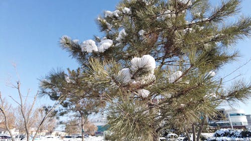 A Footage of Snow on a Tree