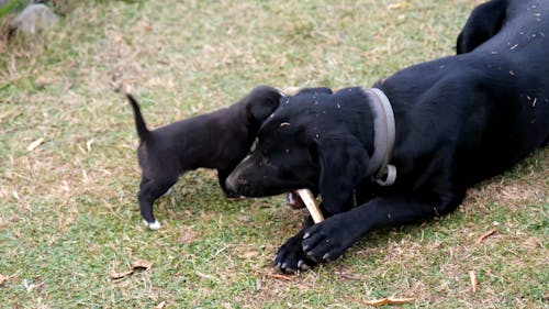 Dog Chewing a Bone