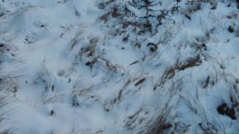 雪蛤免费下载视频素材视频素材