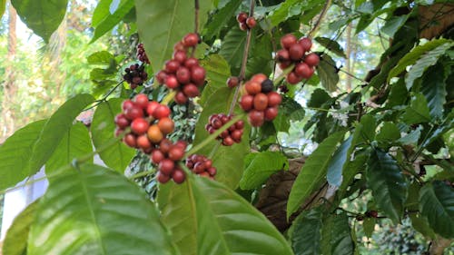 Coffee Beans on the Shrubs