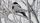 magpie