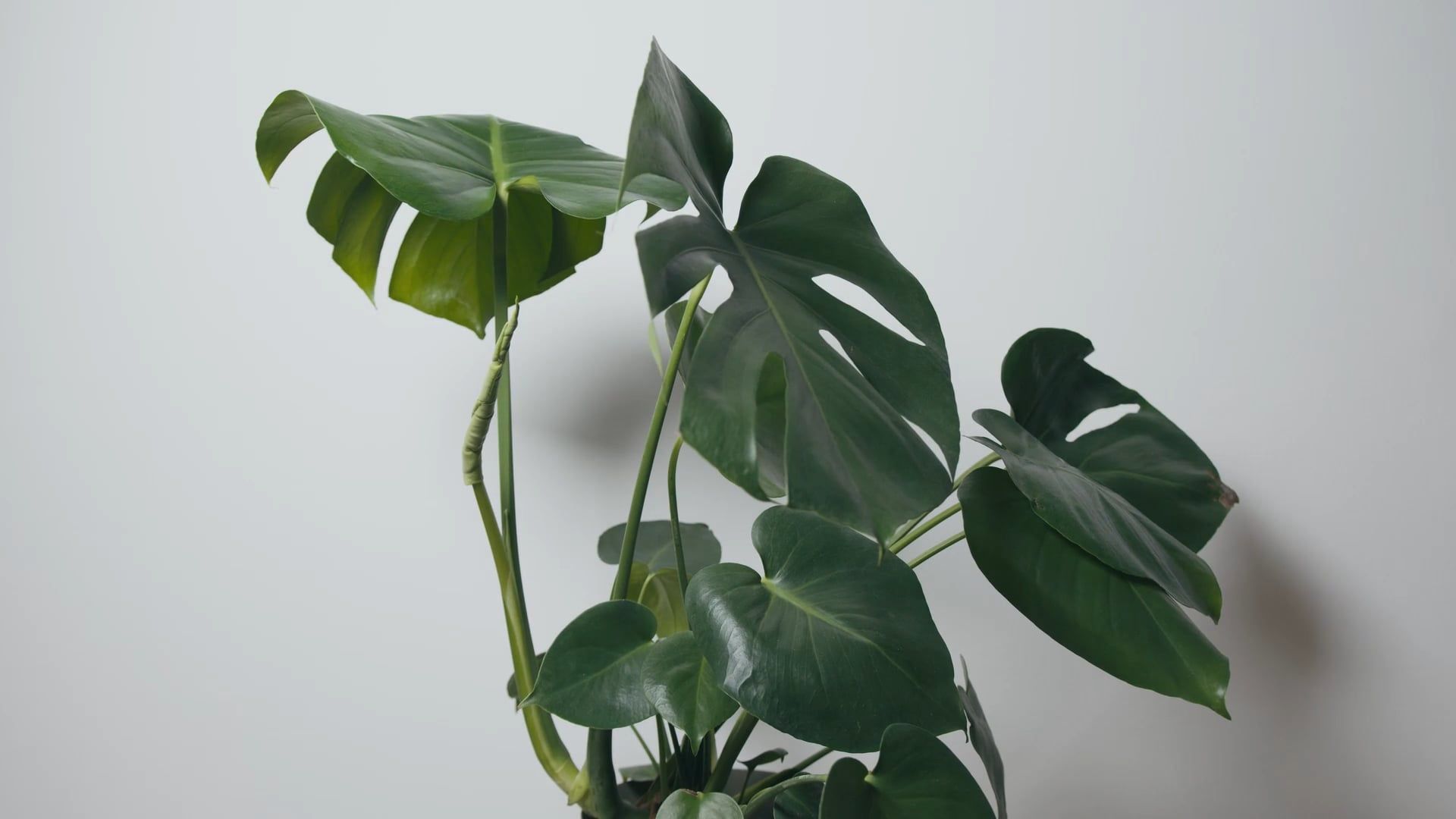 A Time-Lapse of a Plant Free Stock Video Footage, Royalty-Free 4K & HD  Video Clip
