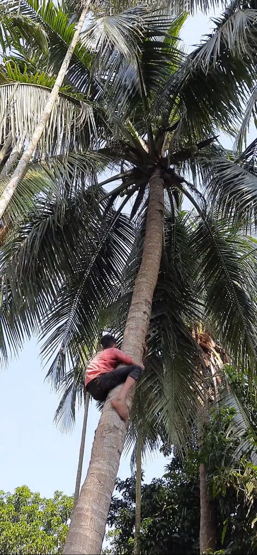 A Man Climbing Down a Coconut Tree