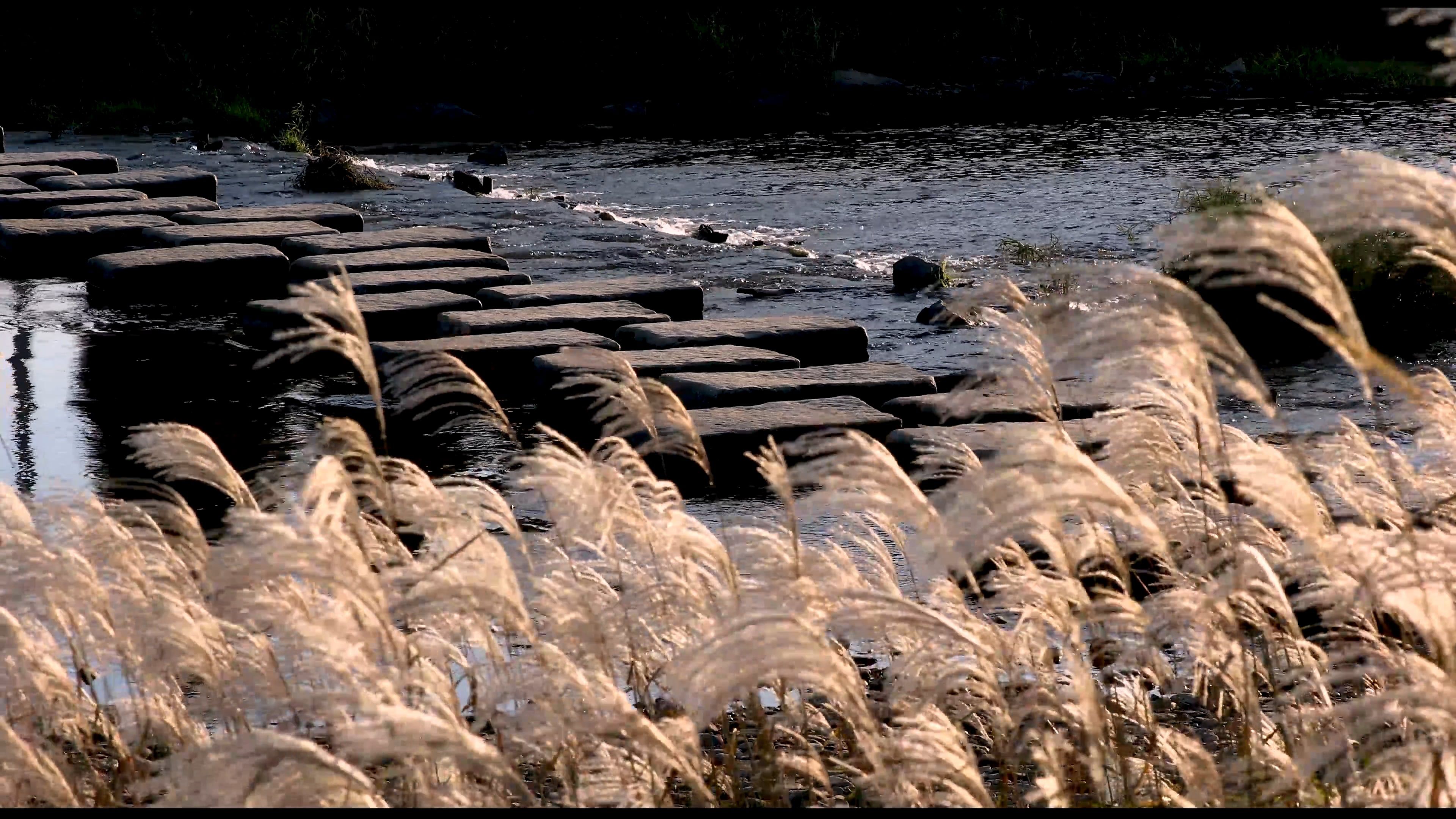 Reeds Near the River Free Stock Video Footage, Royalty-Free 4K & HD ...
