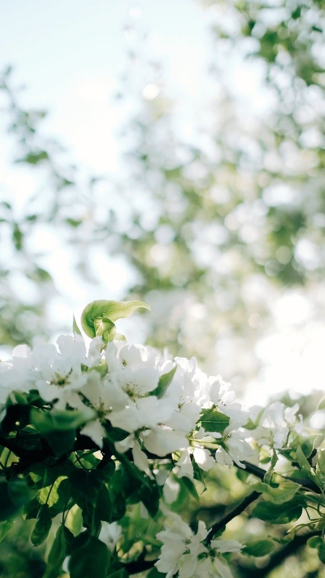 white flowers in the sunlight 6181812 — free pexels stock footage