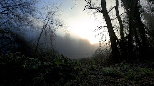 Foggy Woods Under Sunrise