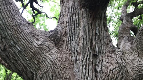 Big Oak Tree