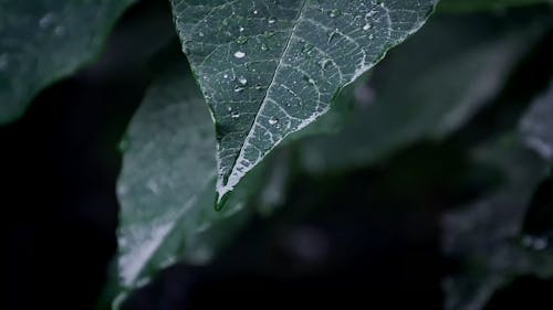 Droplets of Water on Green Leaves
