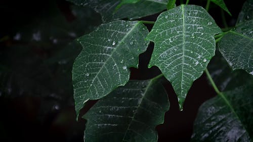 Close-up Video of a Leaf