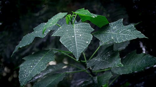 Close-up Video of a Plant