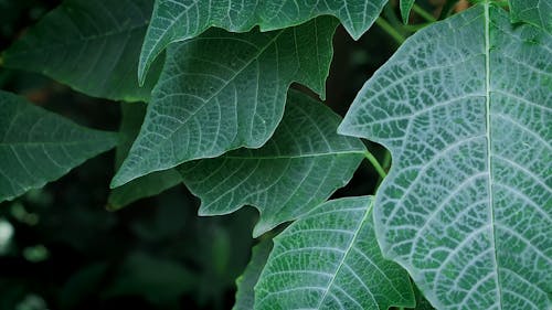 Close up of Leaves