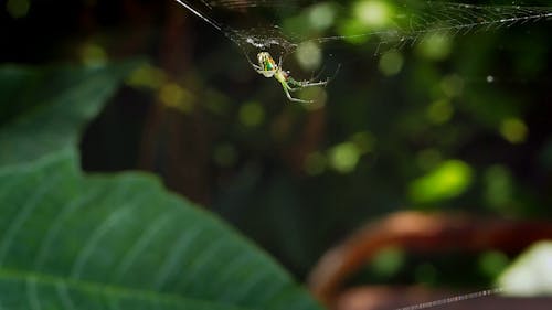 Close-up Video of a Spider