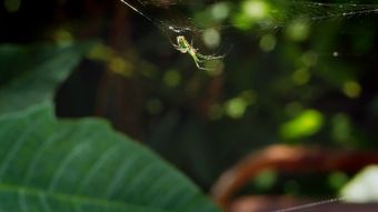 蜘蛛侠视频素材高清视频免费下载视频素材