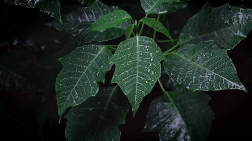 Water Droplets In A Long Leaf